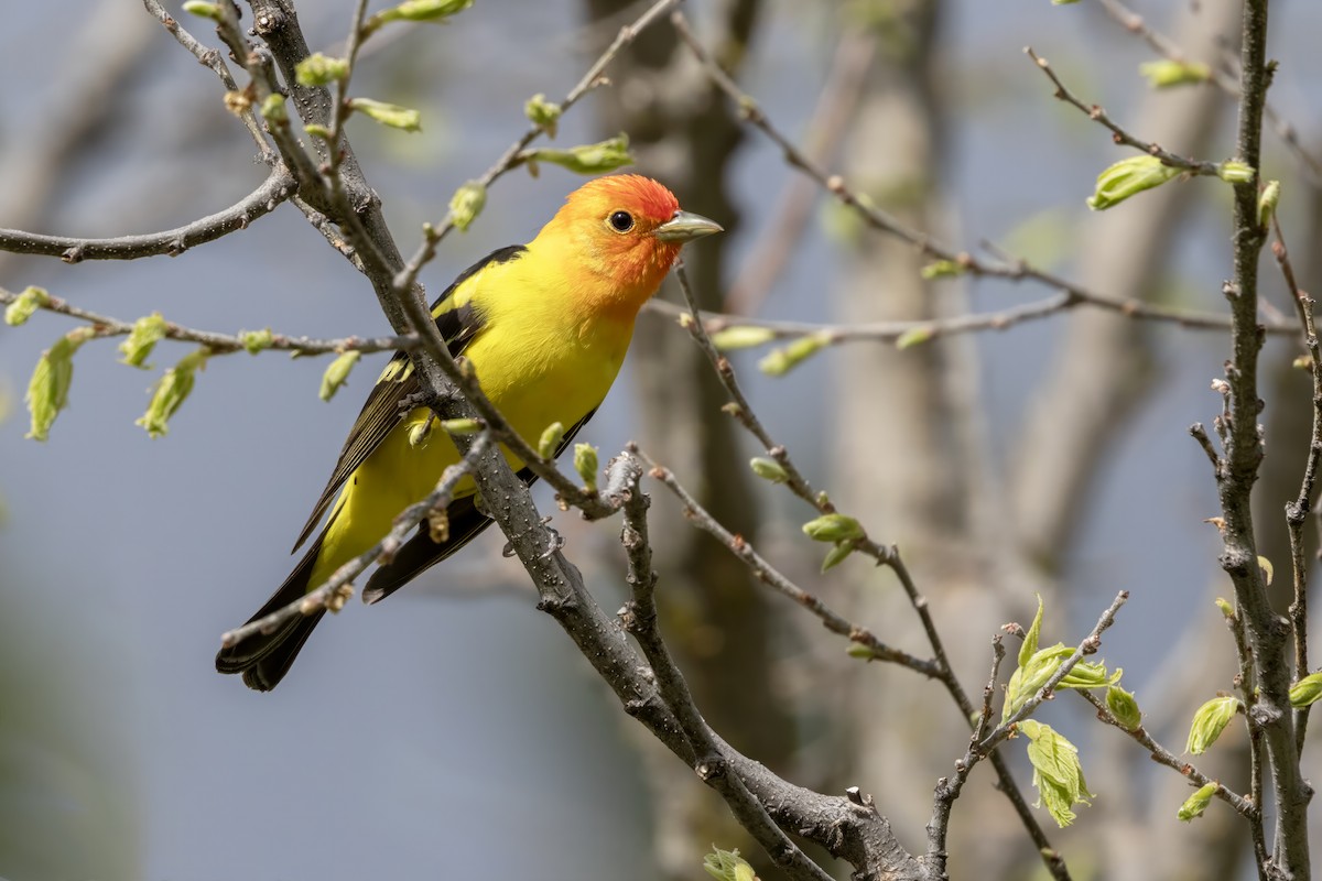 Western Tanager - ML619710014