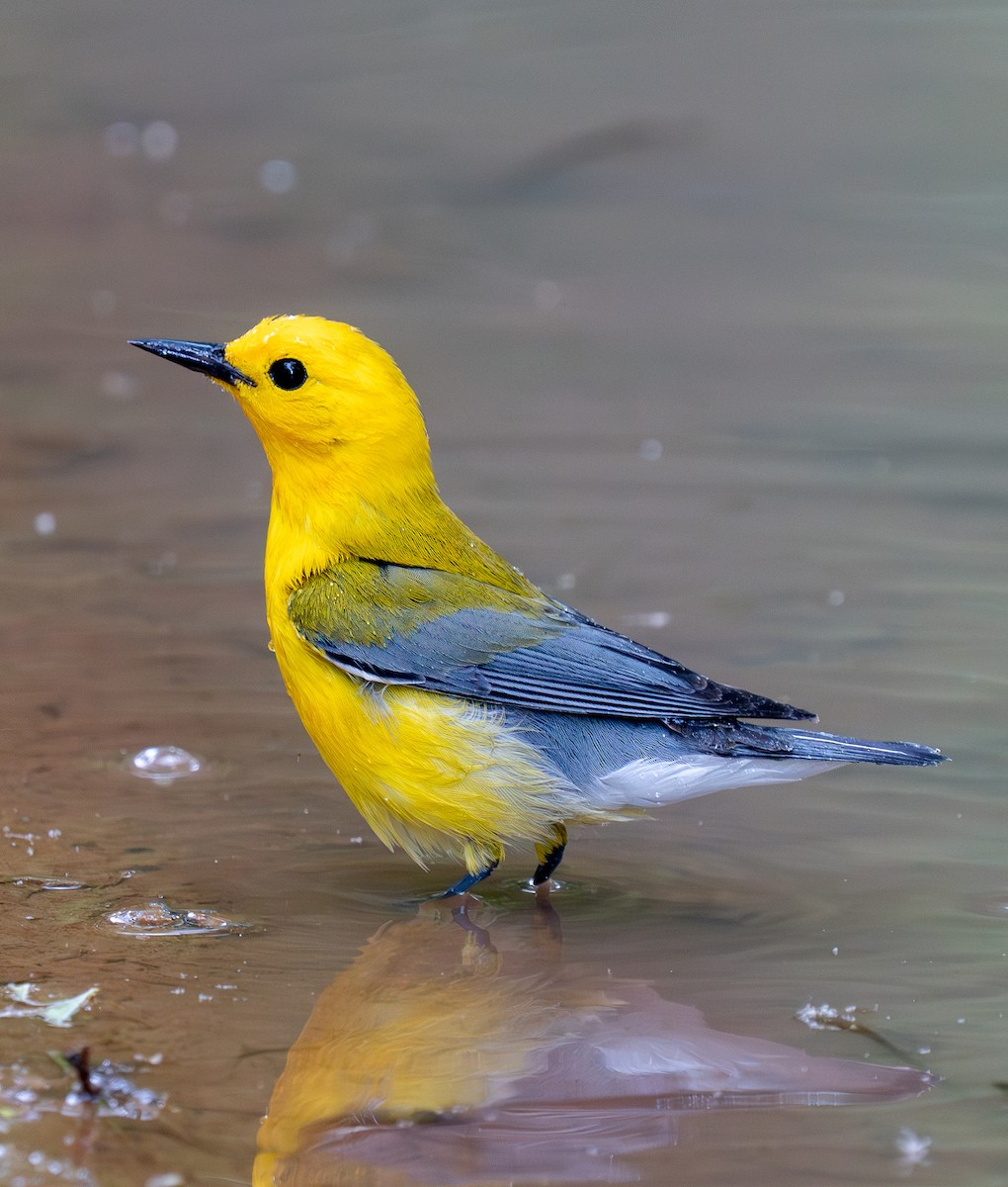 Prothonotary Warbler - ML619710038