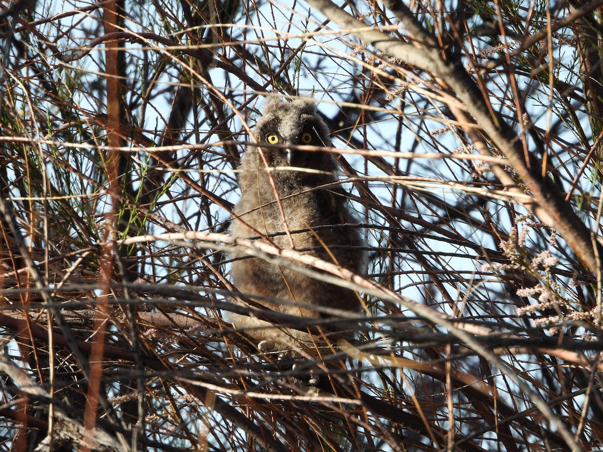 Long-eared Owl - ML619710046