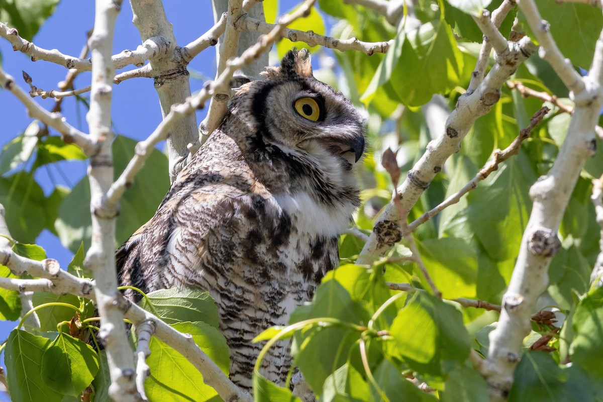Great Horned Owl - ML619710075