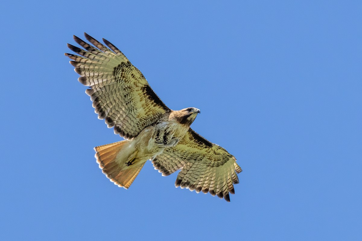 Red-tailed Hawk - ML619710091