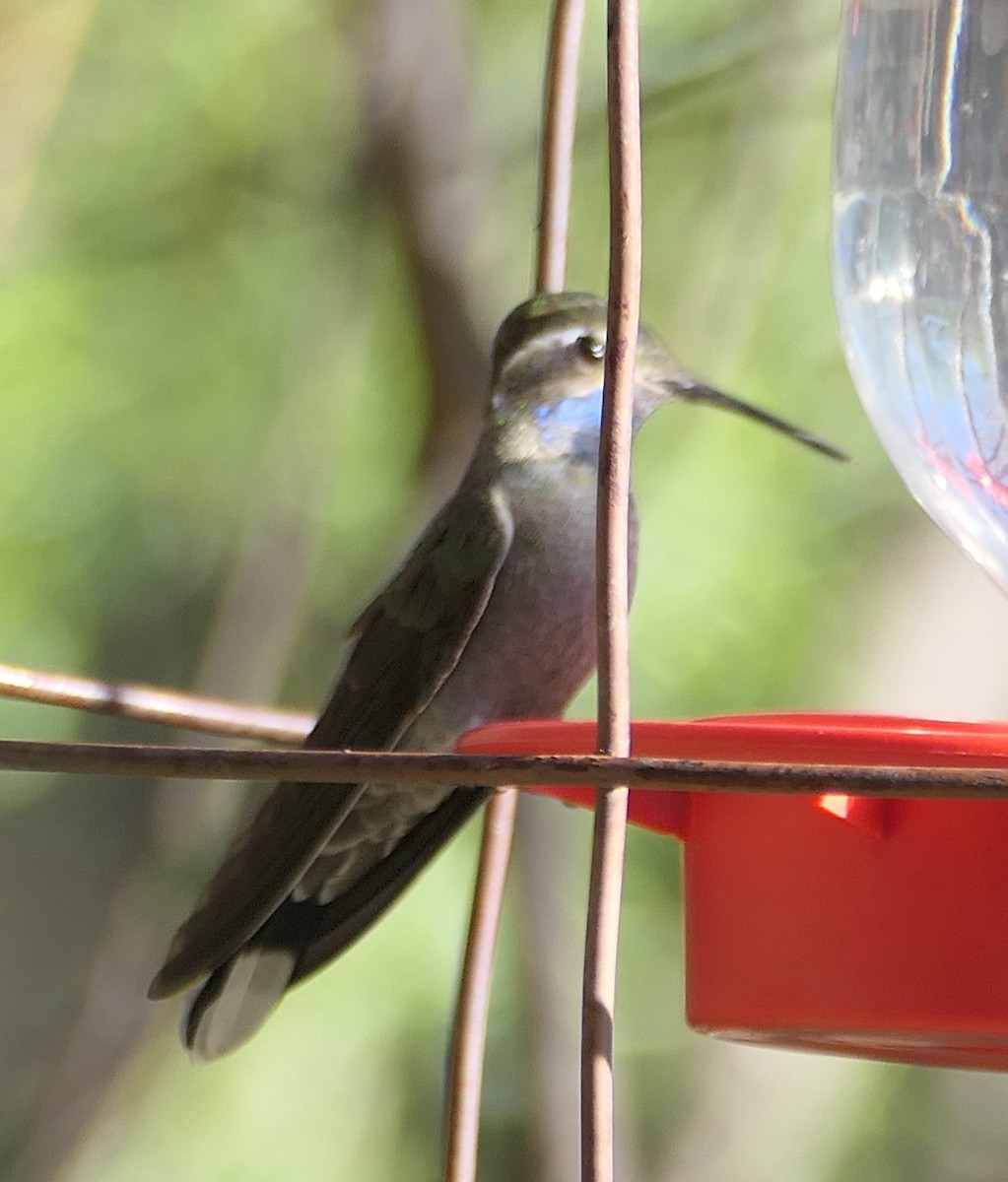 kolibřík blankytohrdlý - ML619710136