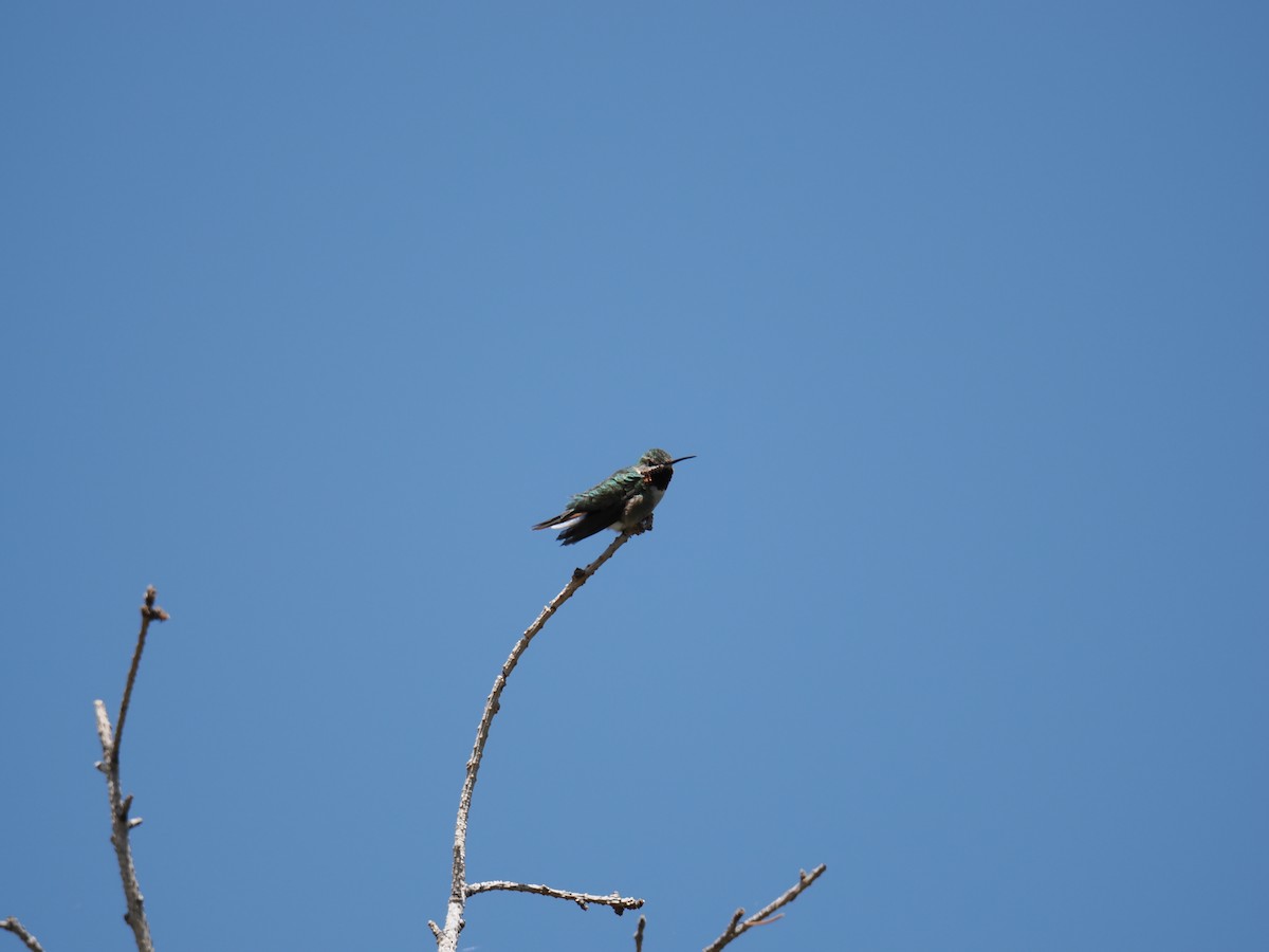 Broad-tailed Hummingbird - ML619710172