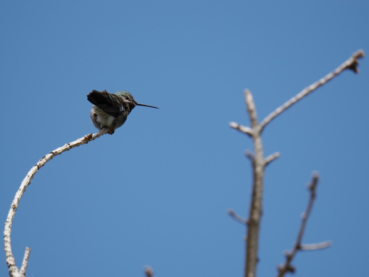 Broad-tailed Hummingbird - ML619710173