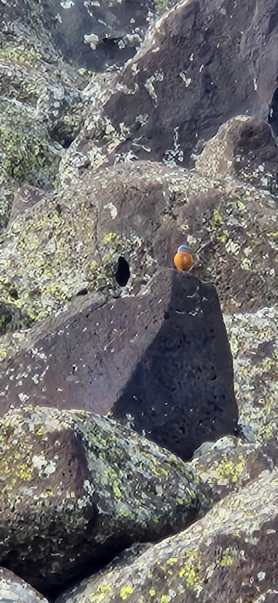 Rufous-tailed Rock-Thrush - ML619710195