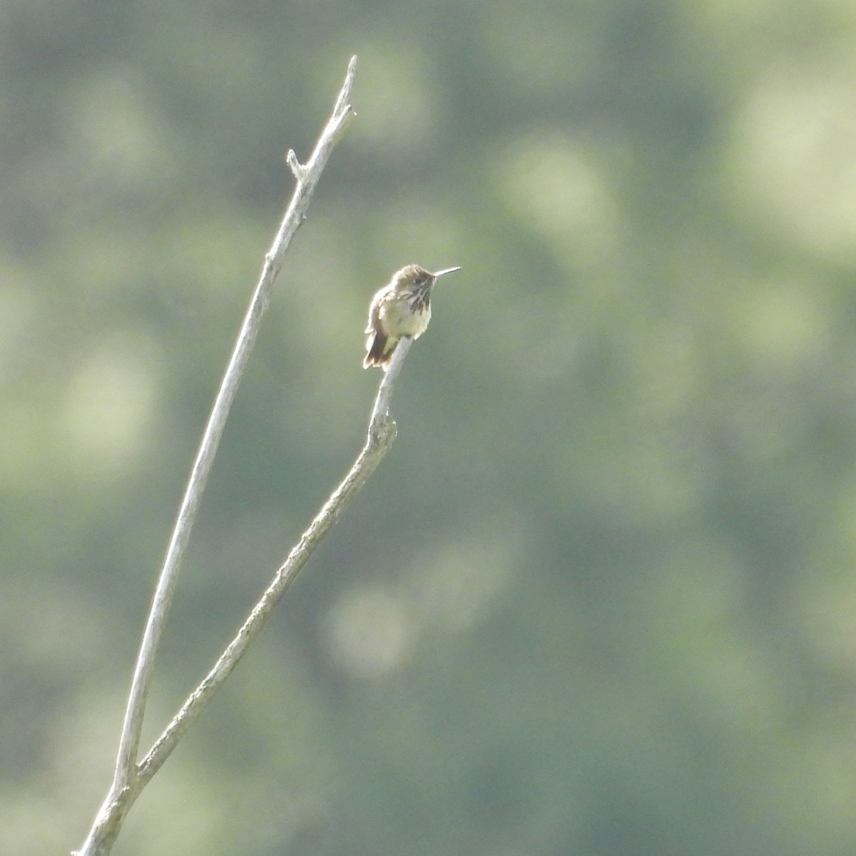 Calliope Hummingbird - ML619710200