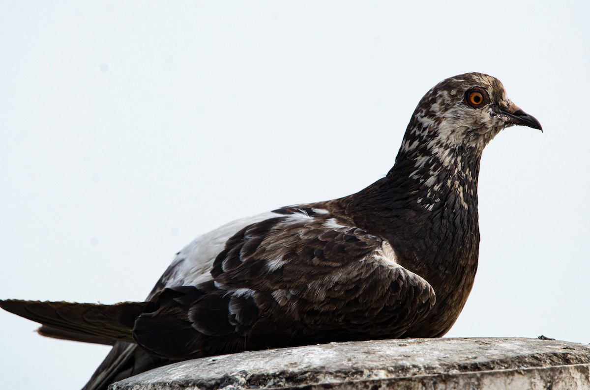 Rock Pigeon (Feral Pigeon) - ML619710228