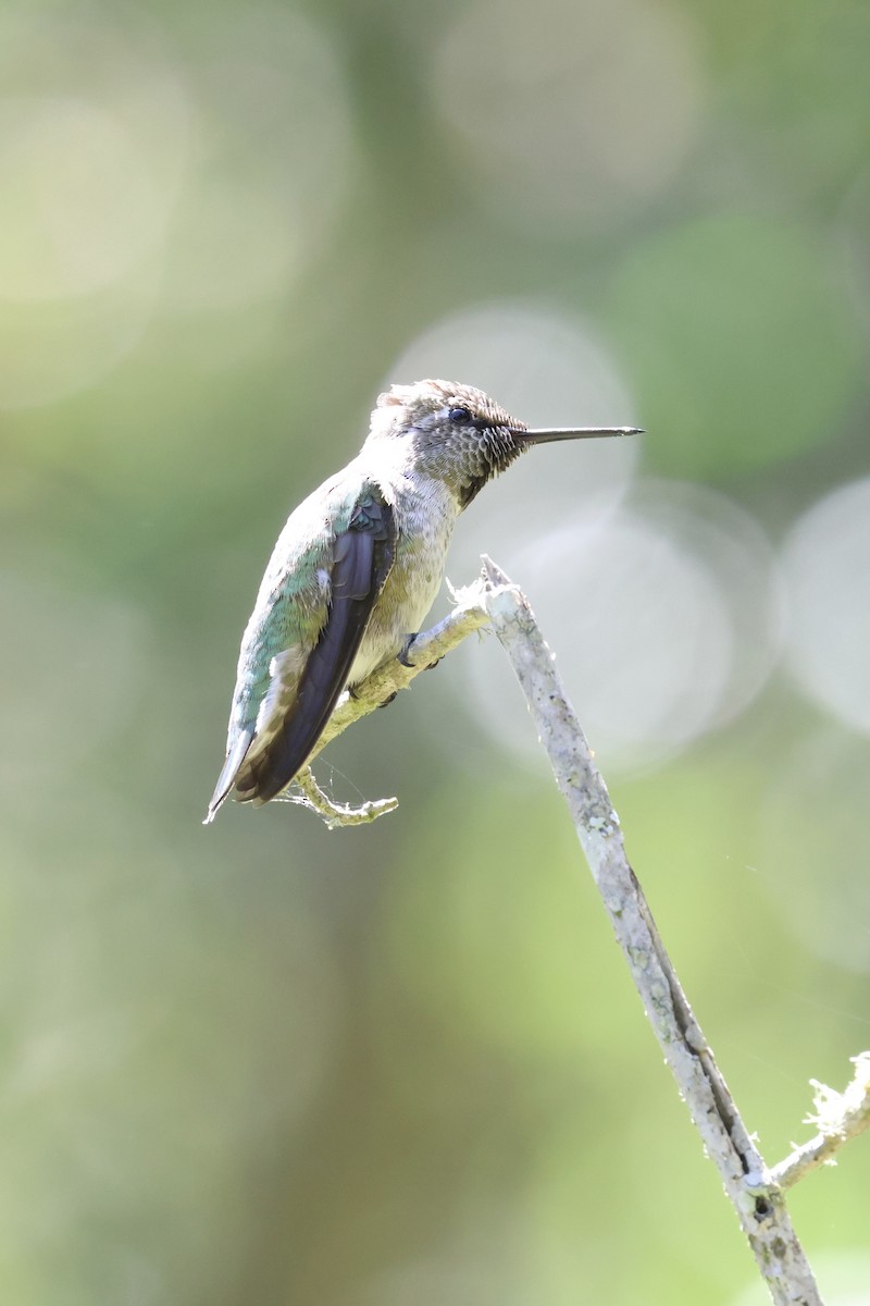 Anna's Hummingbird - ML619710234