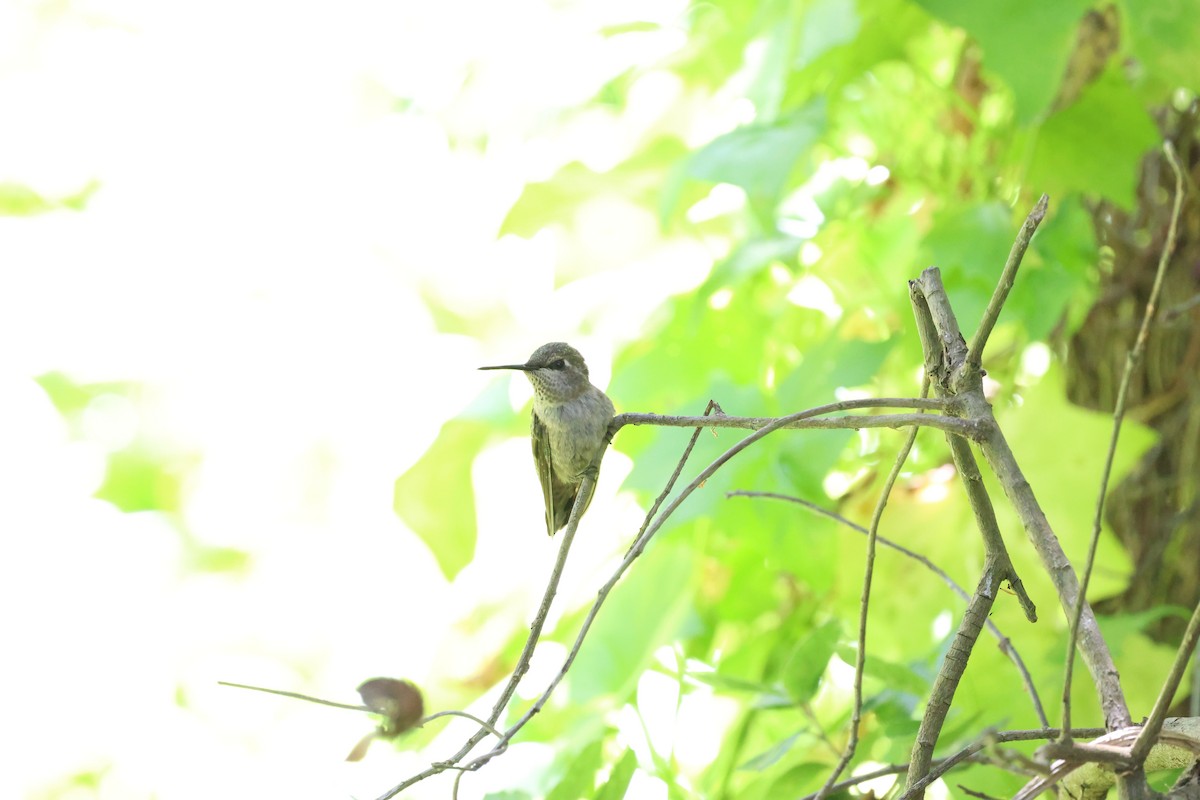 Anna's Hummingbird - ML619710235