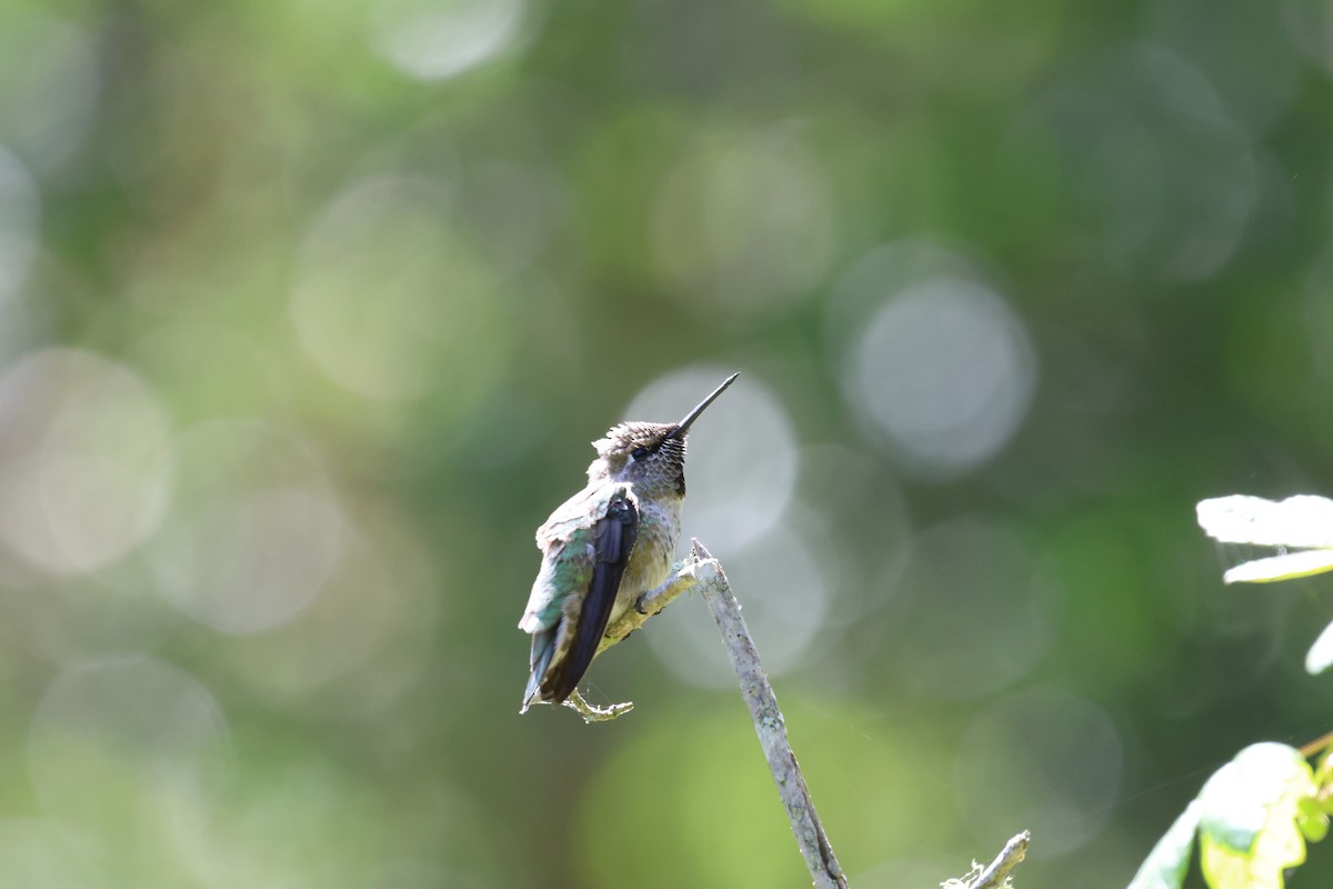 Anna's Hummingbird - ML619710238
