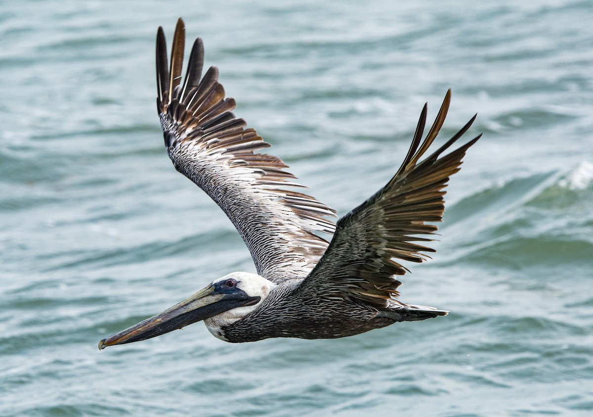 pelikán hnědý - ML619710239