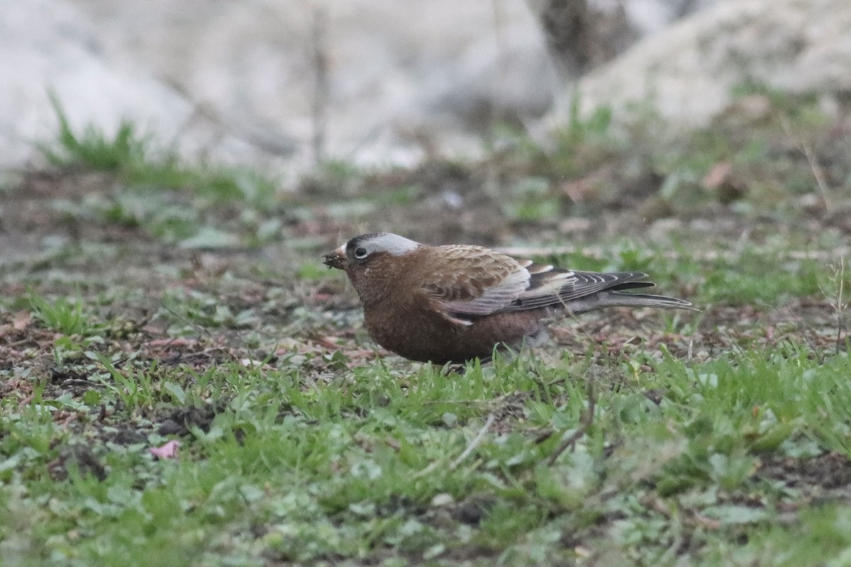 Gray-crowned Rosy-Finch - ML619710245