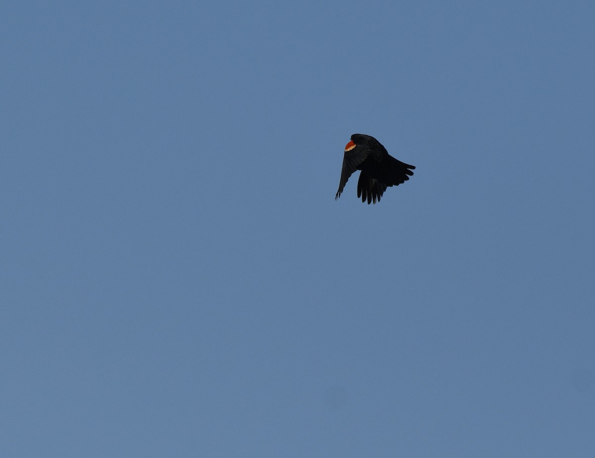 Red-winged Blackbird - ML619710256