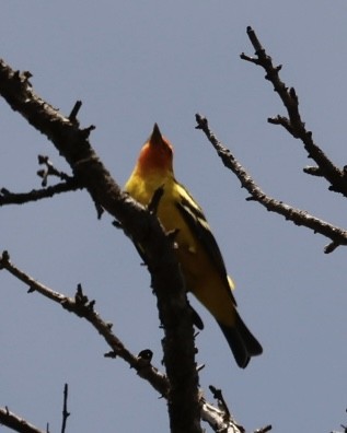 Western Tanager - ML619710278
