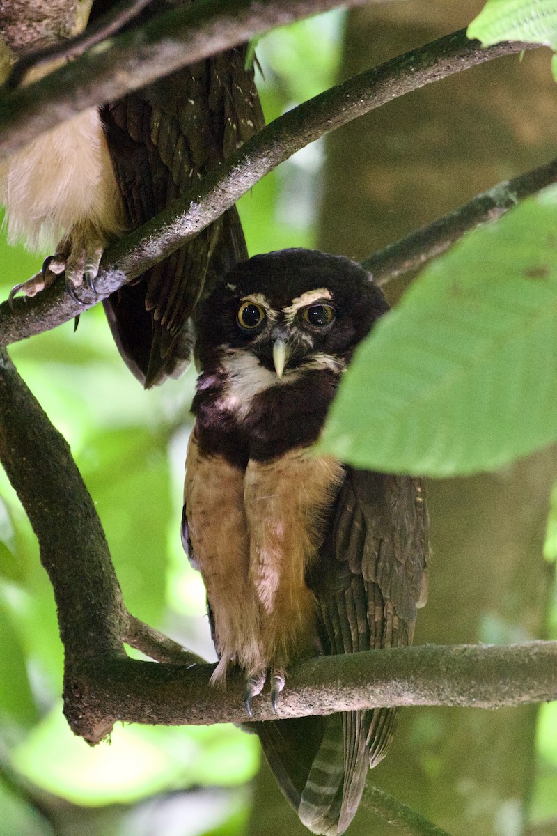 Spectacled Owl - ML619710303