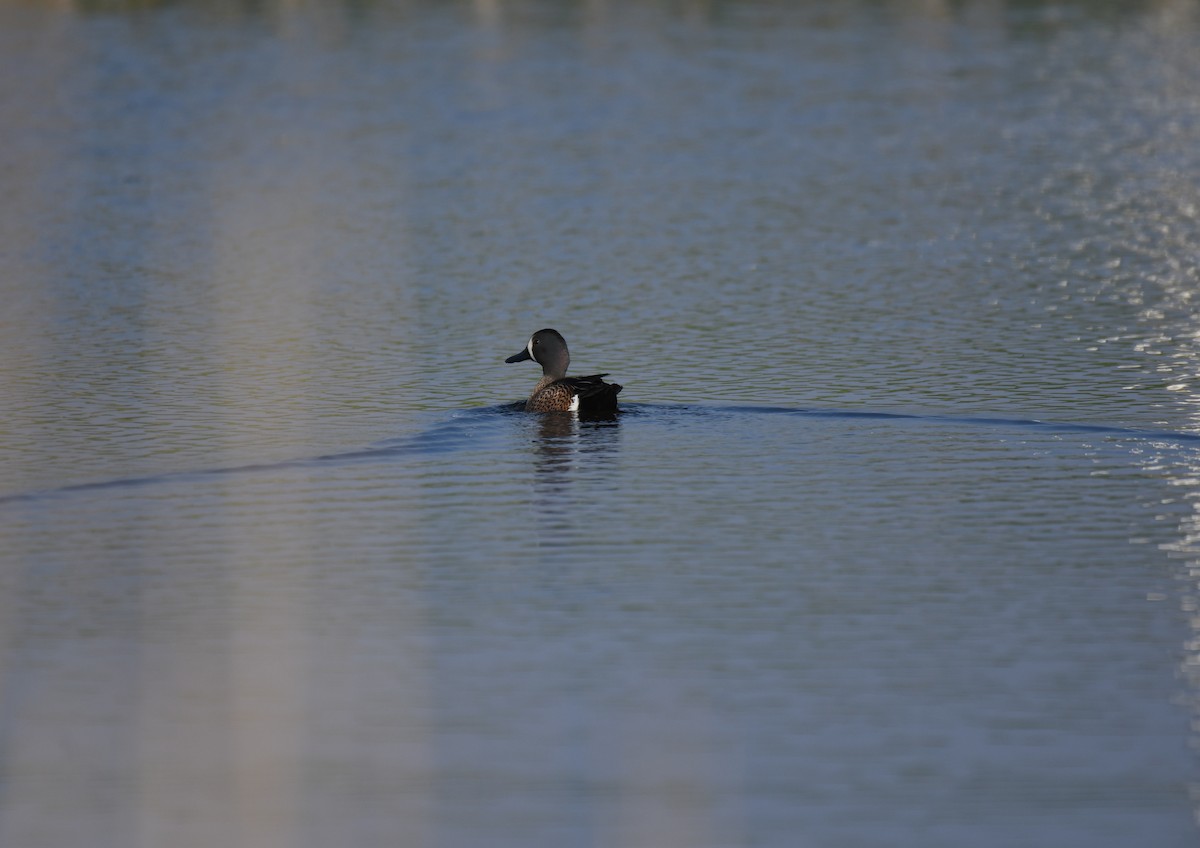 Blue-winged Teal - ML619710320