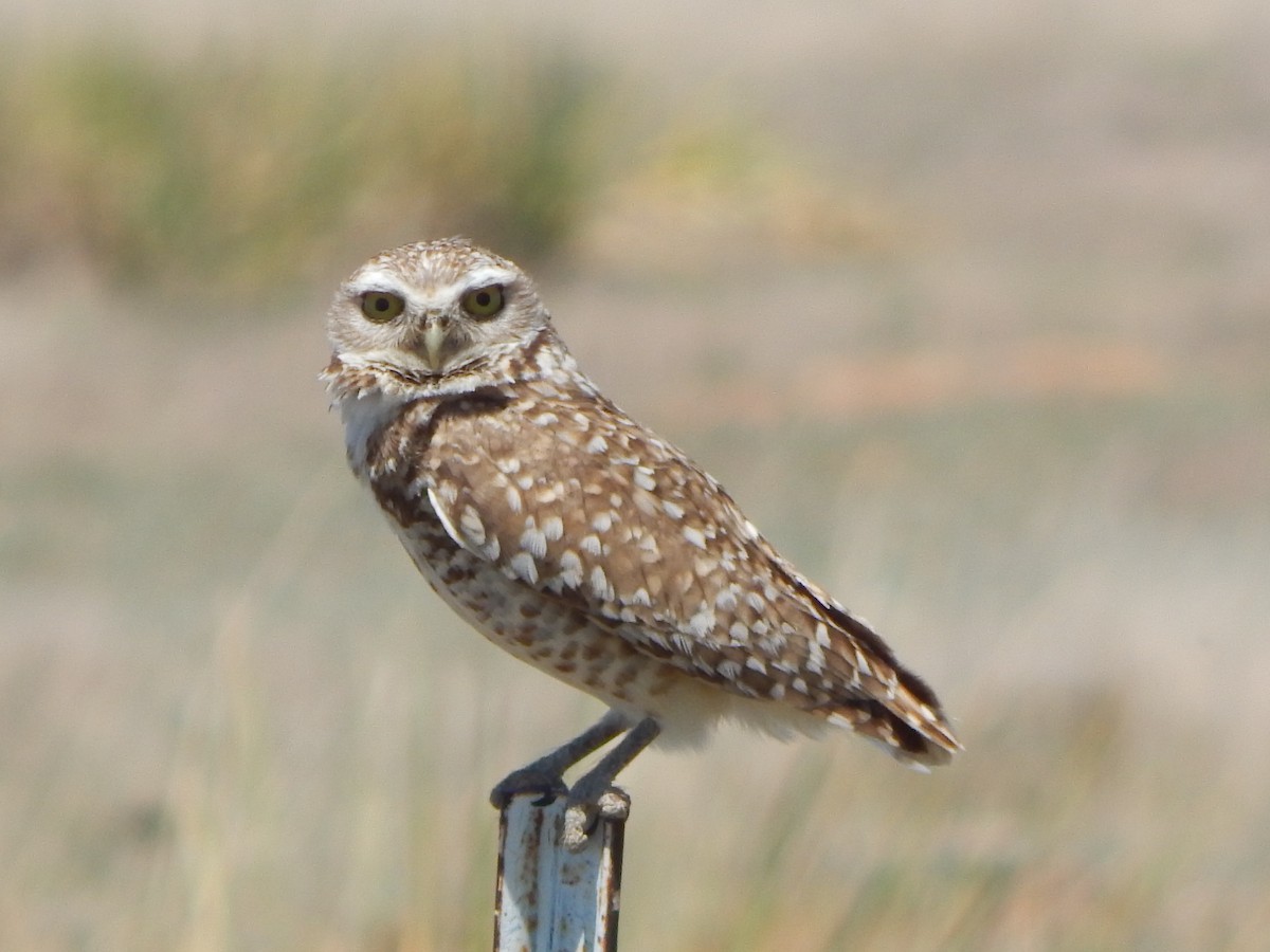 Burrowing Owl - ML619710386
