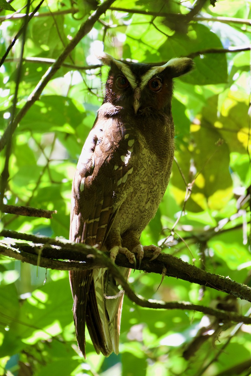Crested Owl - ML619710392