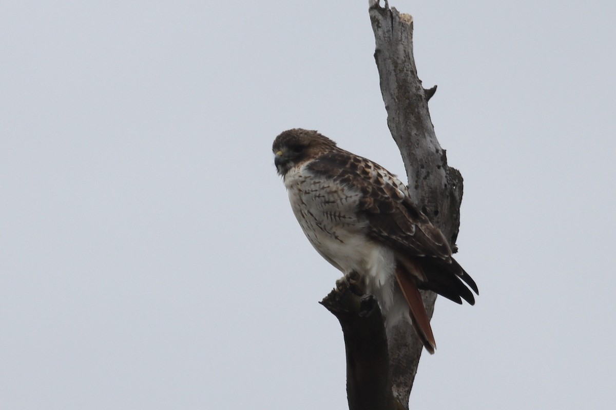 Red-tailed Hawk - ML619710396