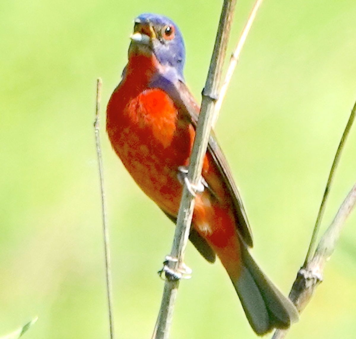 Painted Bunting - ML619710400