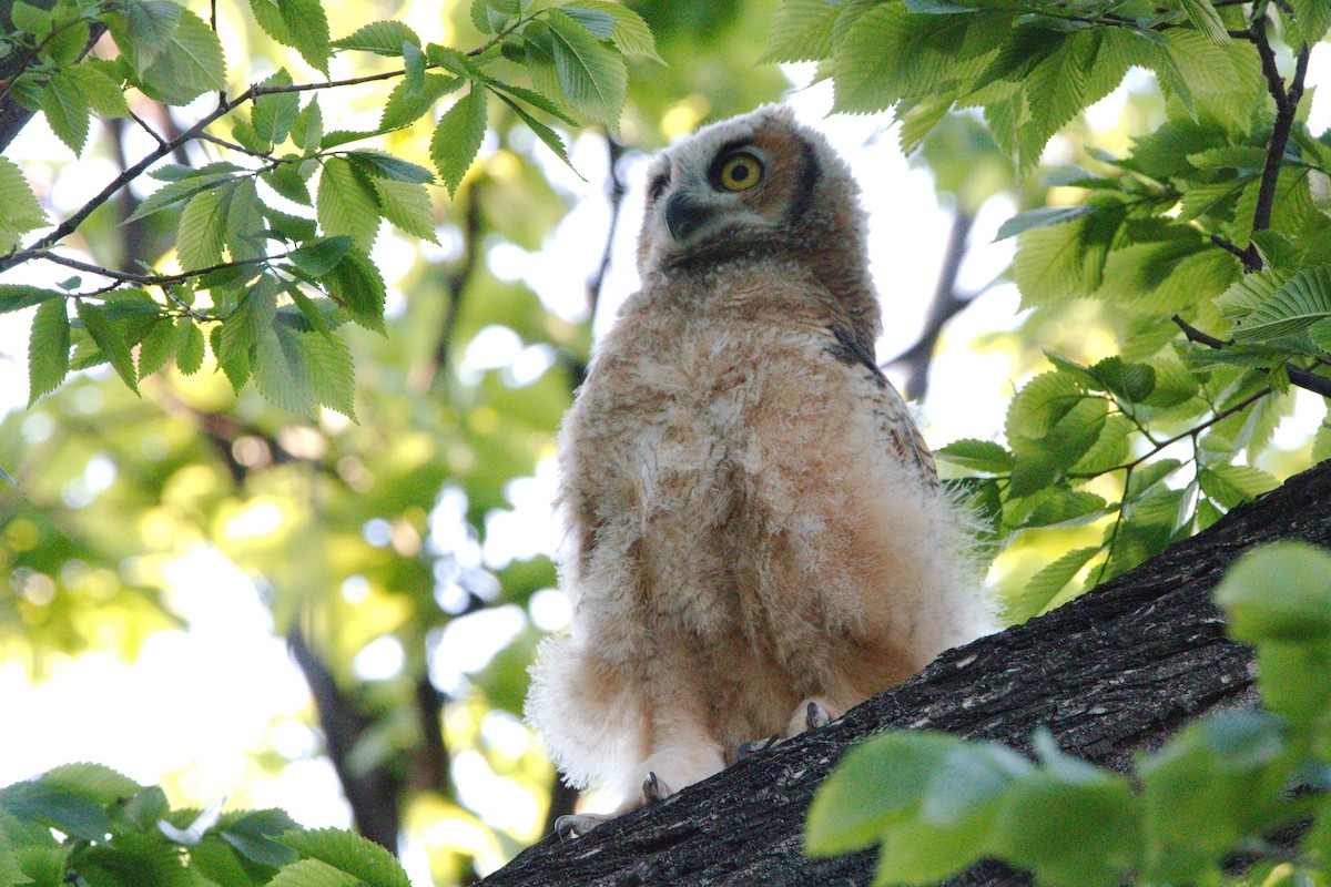 Great Horned Owl - ML619710401