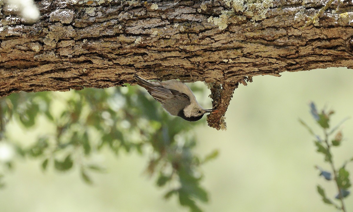White-breasted Nuthatch - ML619710414
