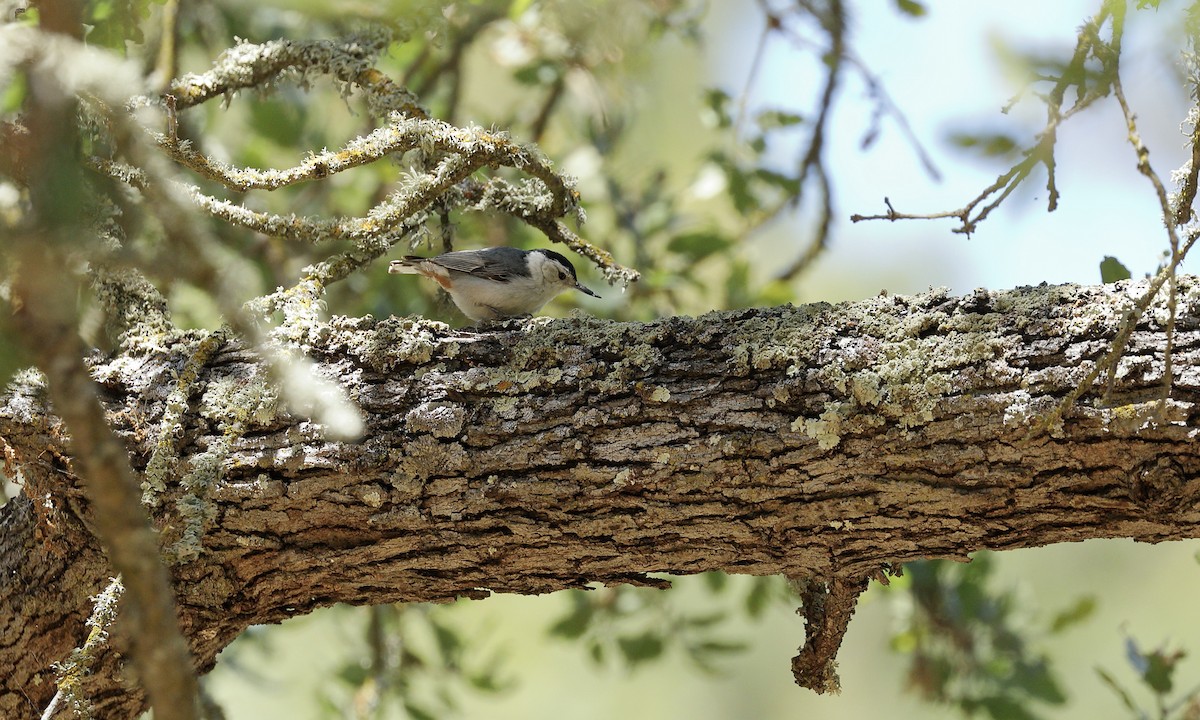 White-breasted Nuthatch - ML619710415