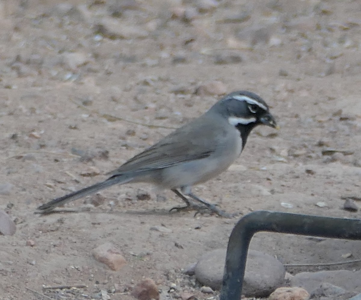 Black-throated Sparrow - ML619710416