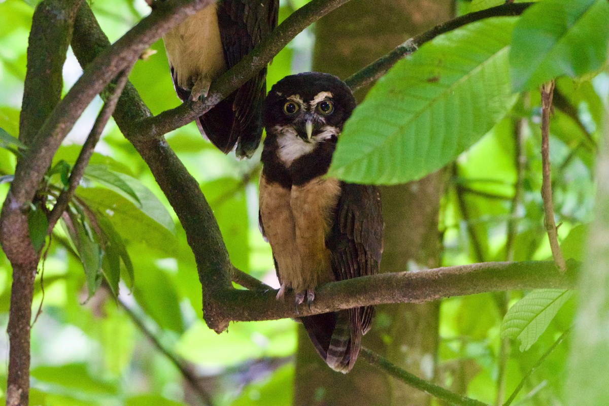 Spectacled Owl - ML619710422