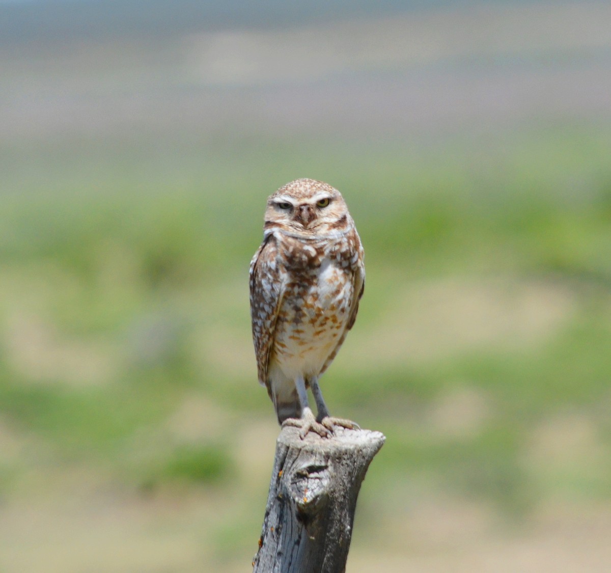 Burrowing Owl - ML619710447