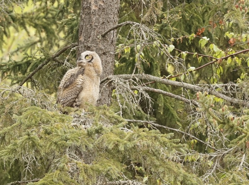 Great Horned Owl - ML619710493