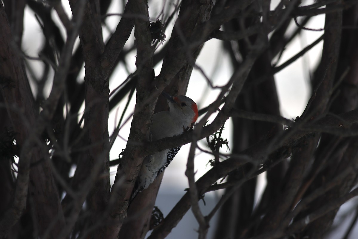 Red-bellied Woodpecker - ML619710503
