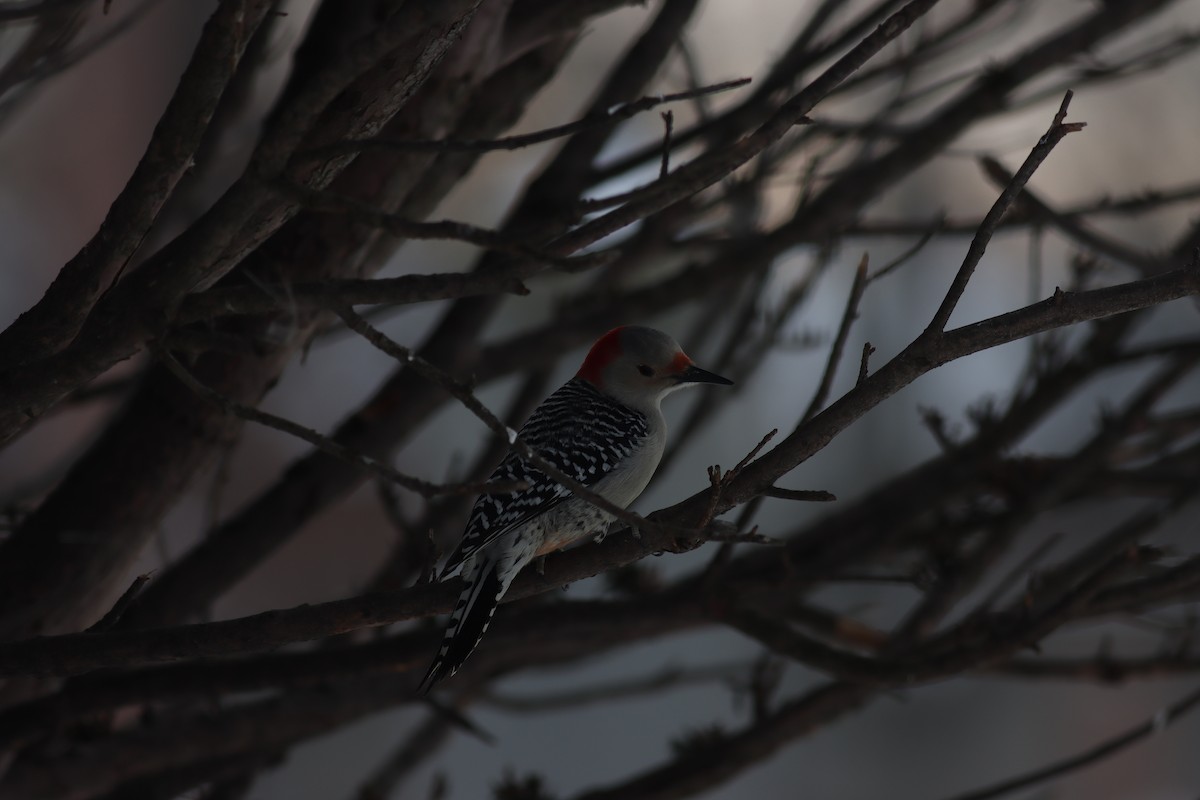 Red-bellied Woodpecker - ML619710506