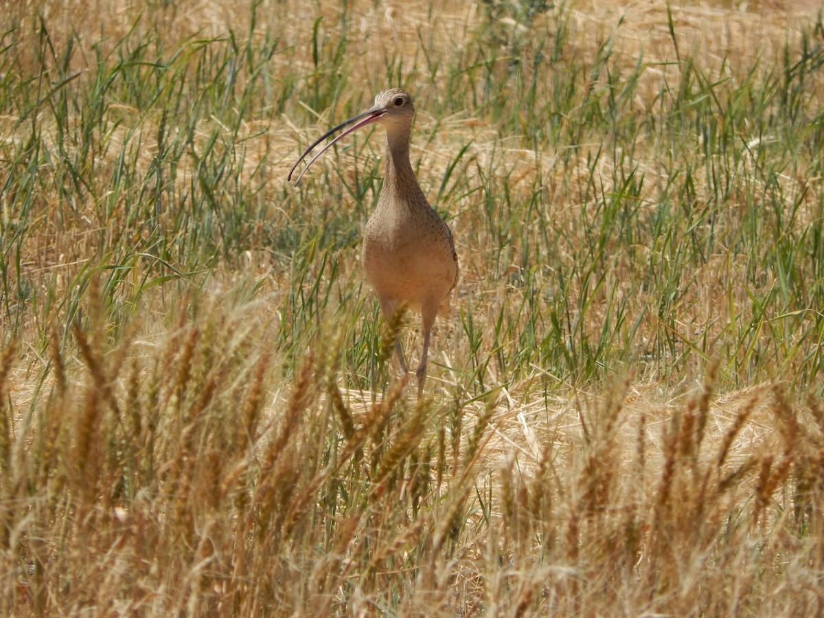 Long-billed Curlew - ML619710512