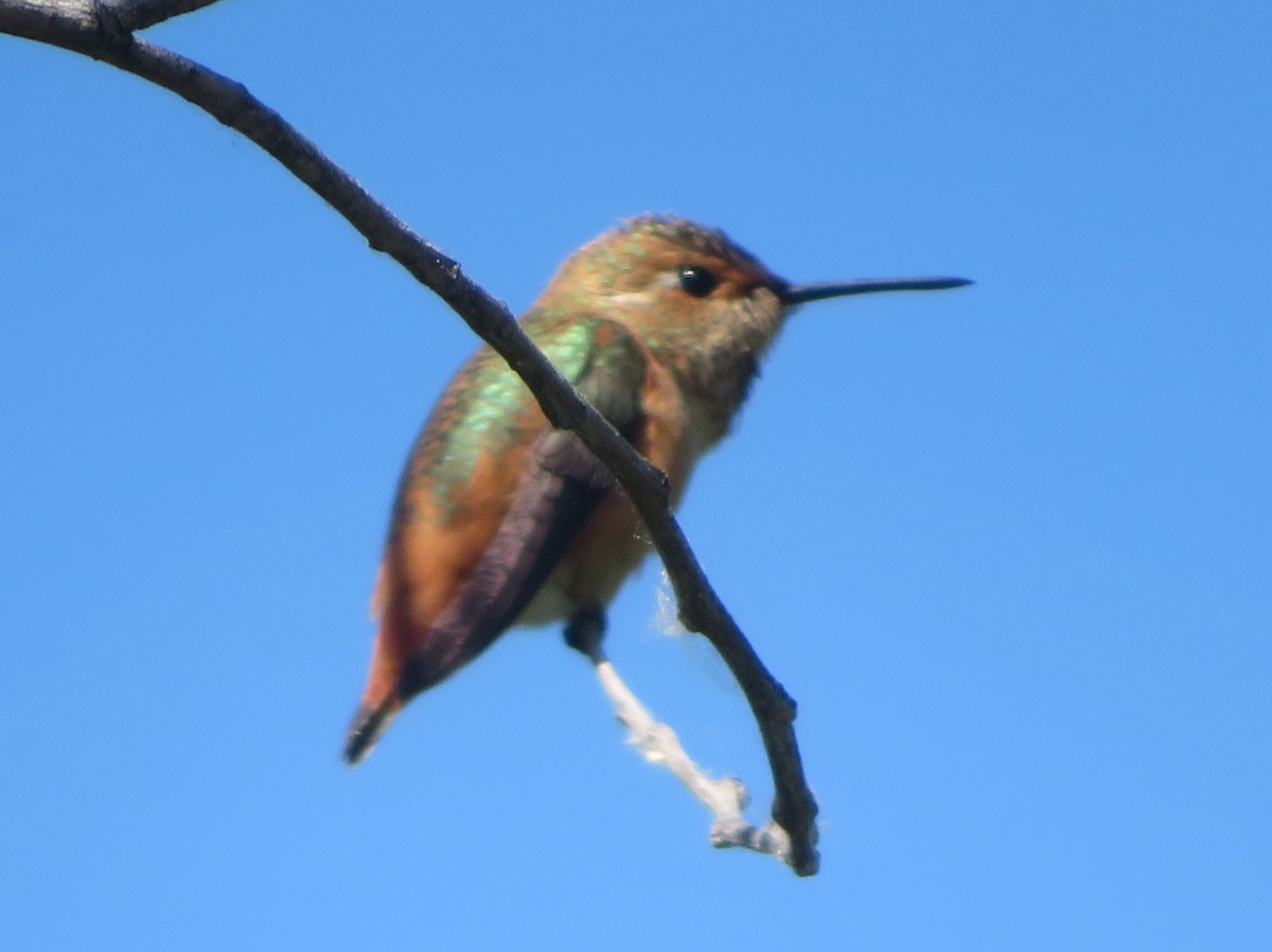 Rufous/Allen's Hummingbird - ML619710522