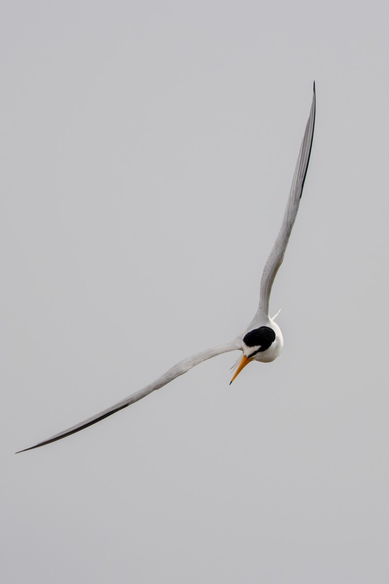 Least Tern - ML619710541