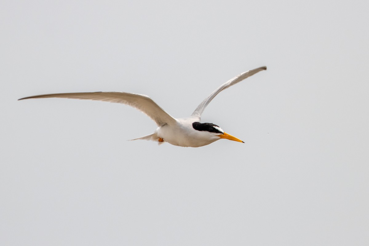 Least Tern - ML619710548