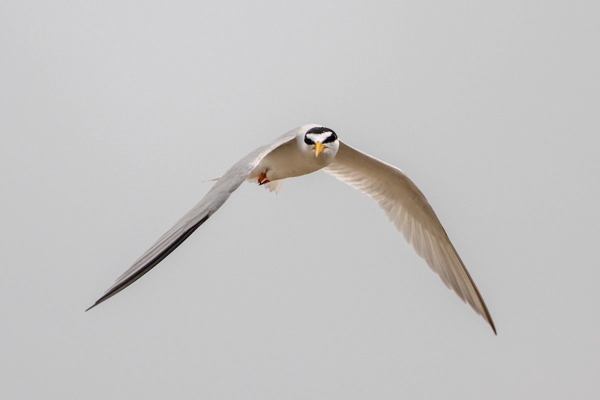 Least Tern - ML619710549