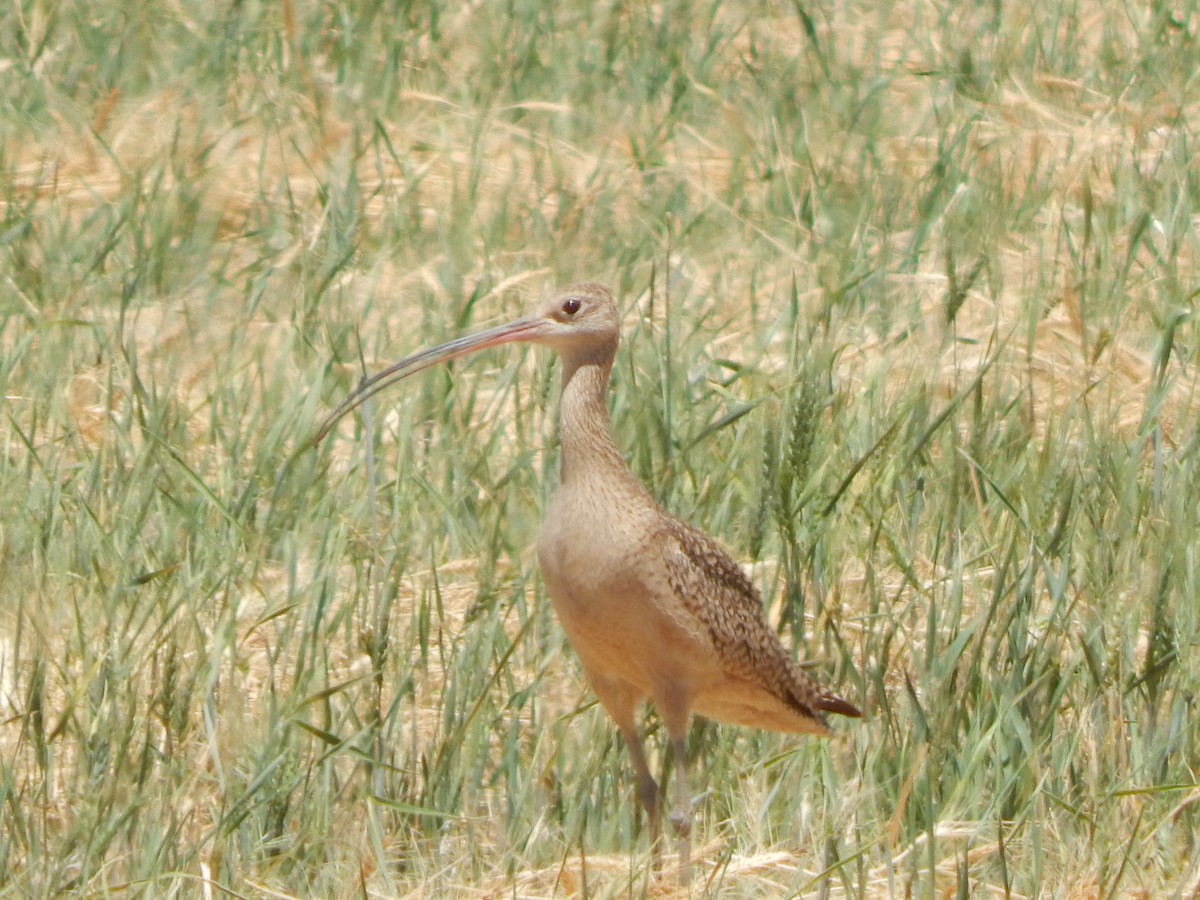 Long-billed Curlew - ML619710551