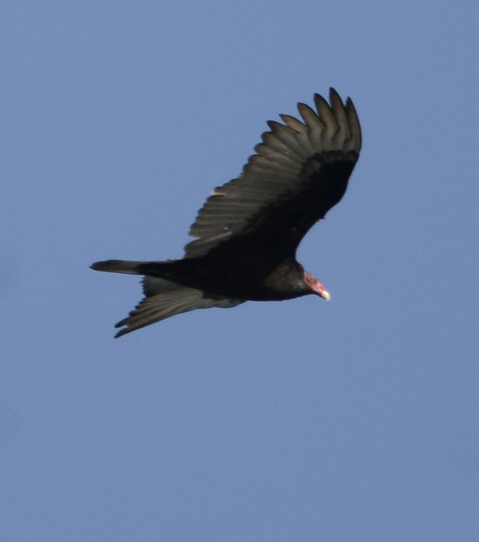 Turkey Vulture - ML619710615