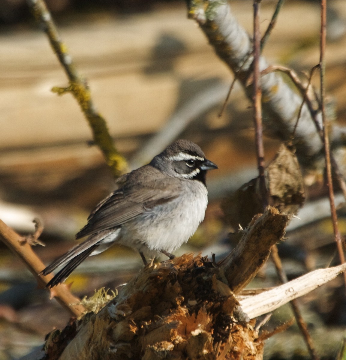 Black-throated Sparrow - ML619710619