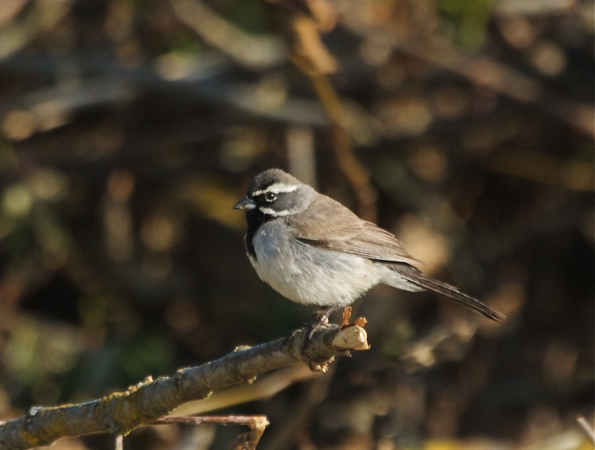 Black-throated Sparrow - ML619710621