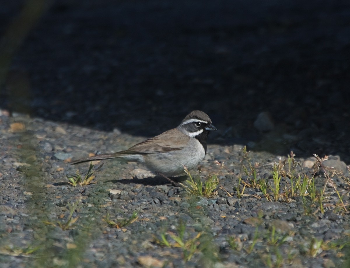 Black-throated Sparrow - ML619710622
