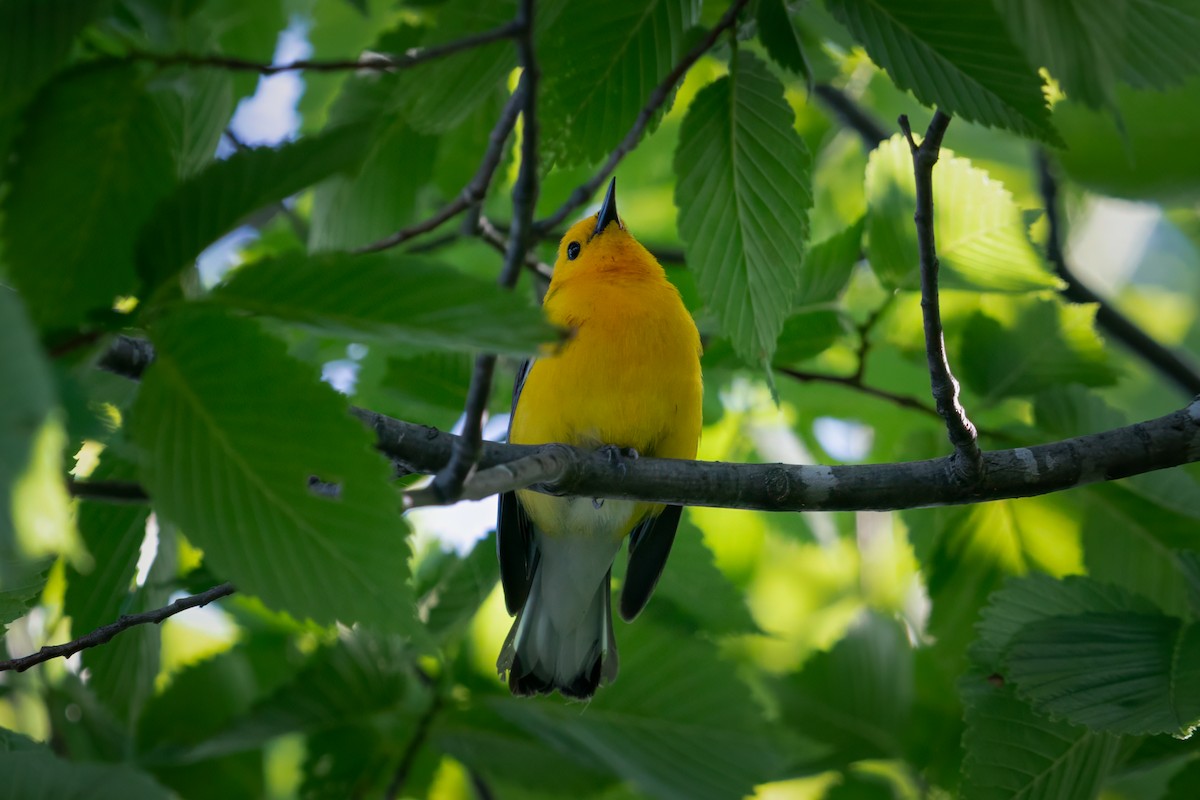 Prothonotary Warbler - ML619710659