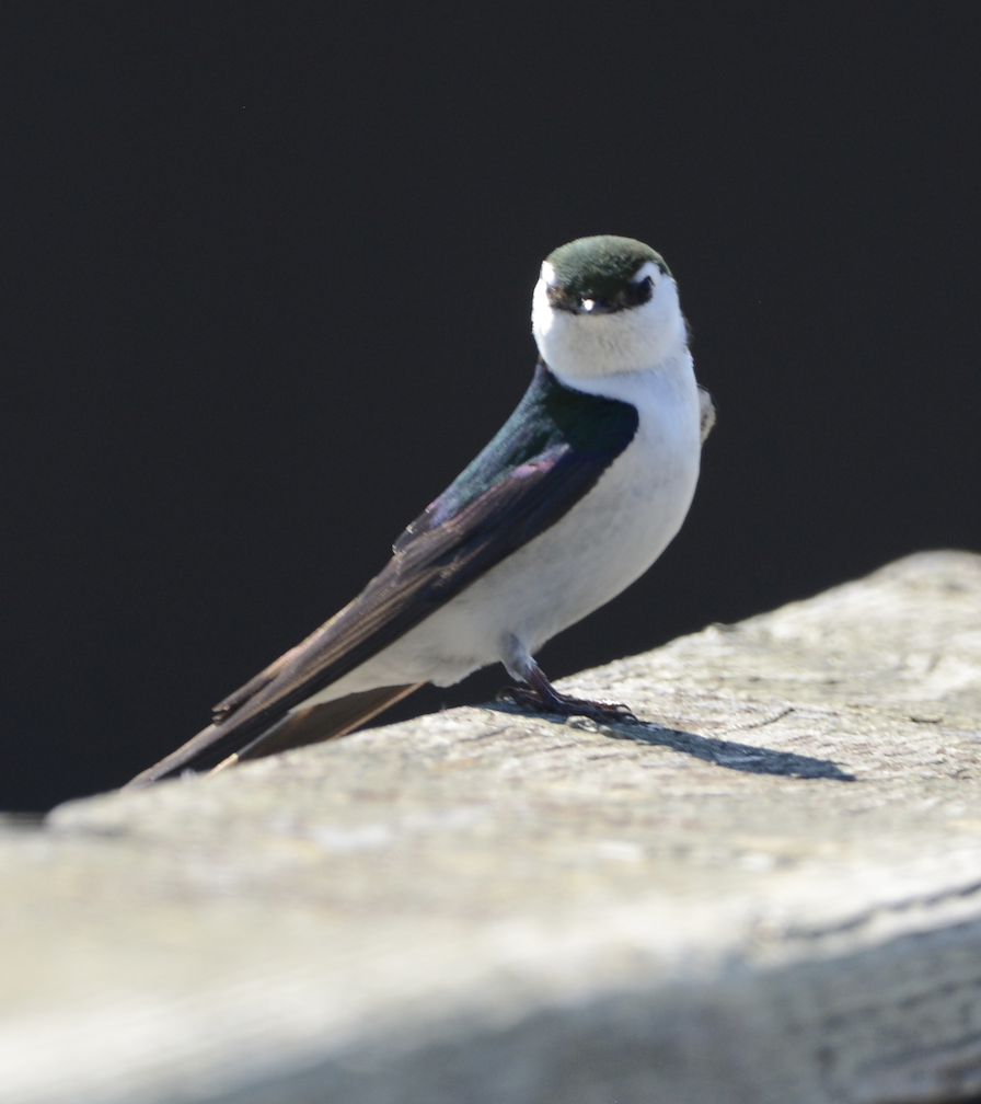Violet-green Swallow - ML619710666