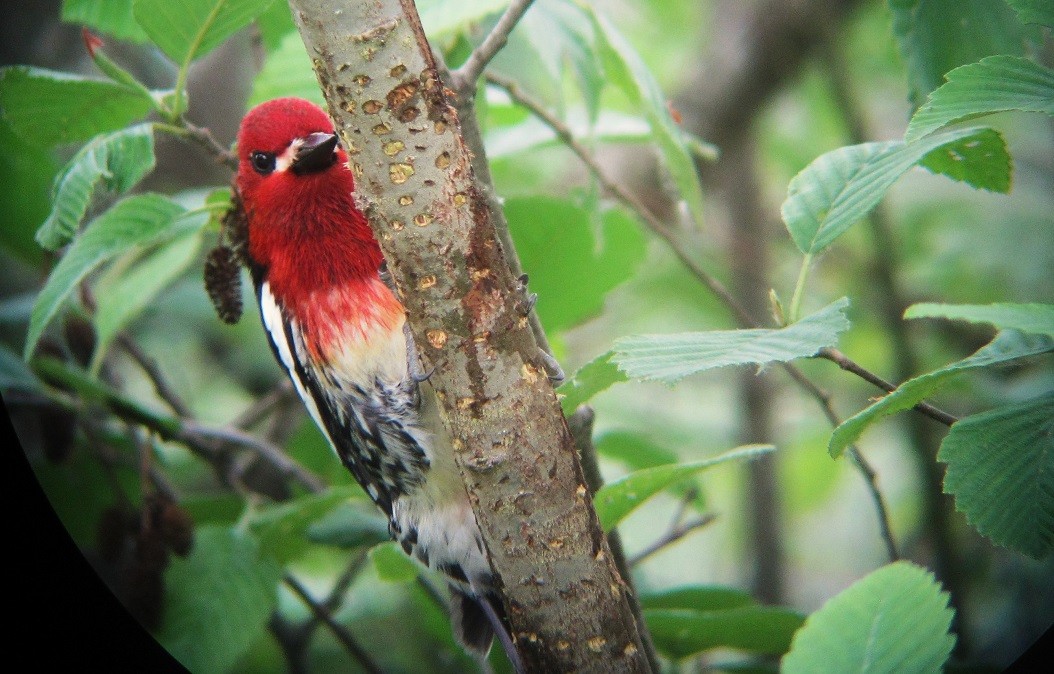 Red-breasted Sapsucker - ML619710669