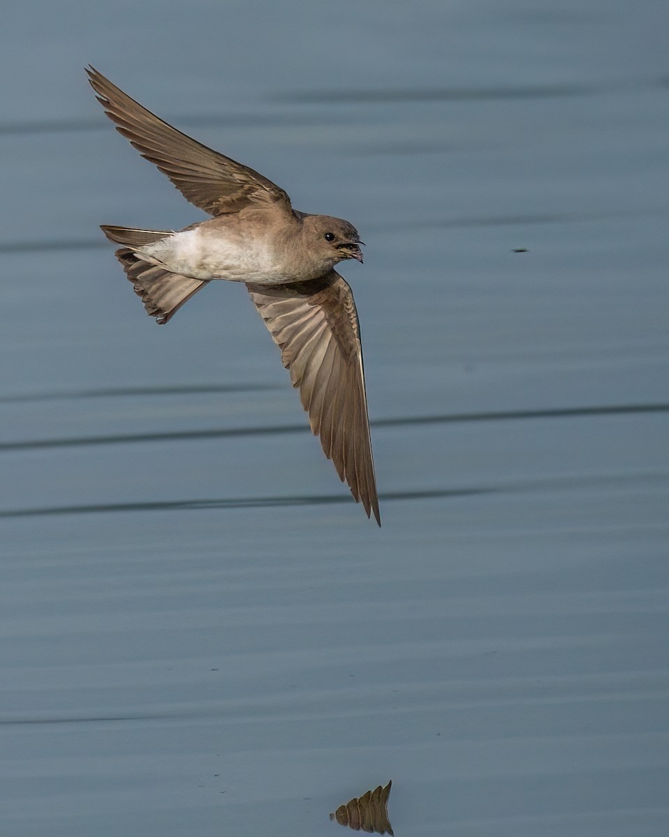 Northern Rough-winged Swallow - ML619710681