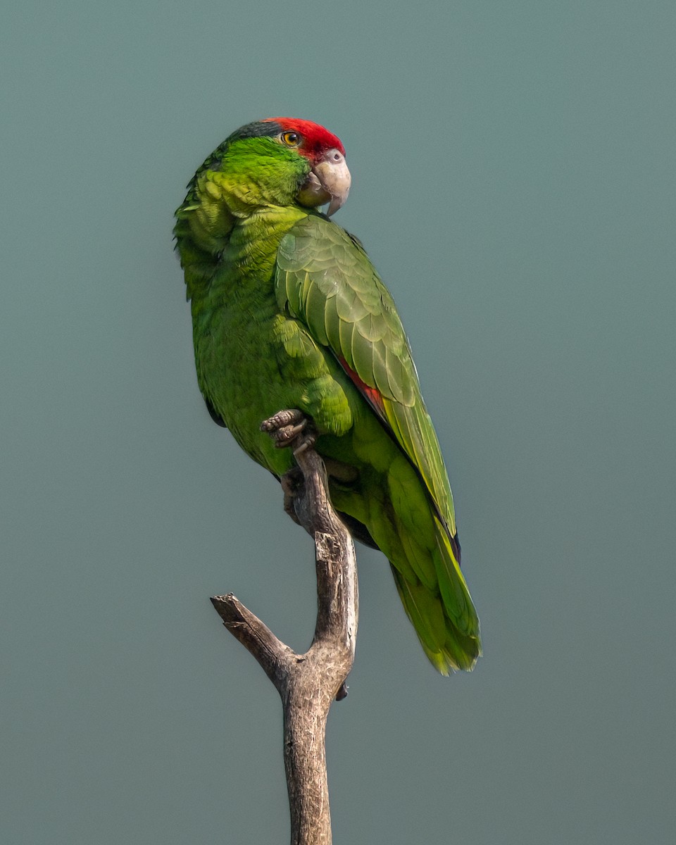 Red-crowned Parrot - ML619710688
