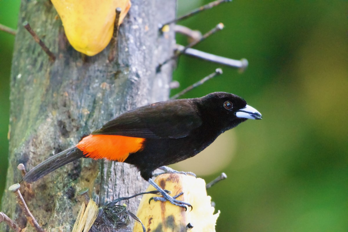 Scarlet-rumped Tanager - ML619710742