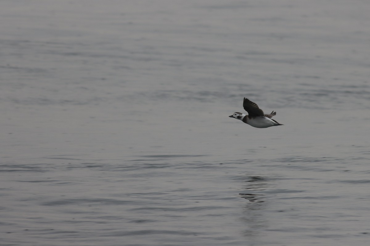 Long-tailed Duck - ML619710833